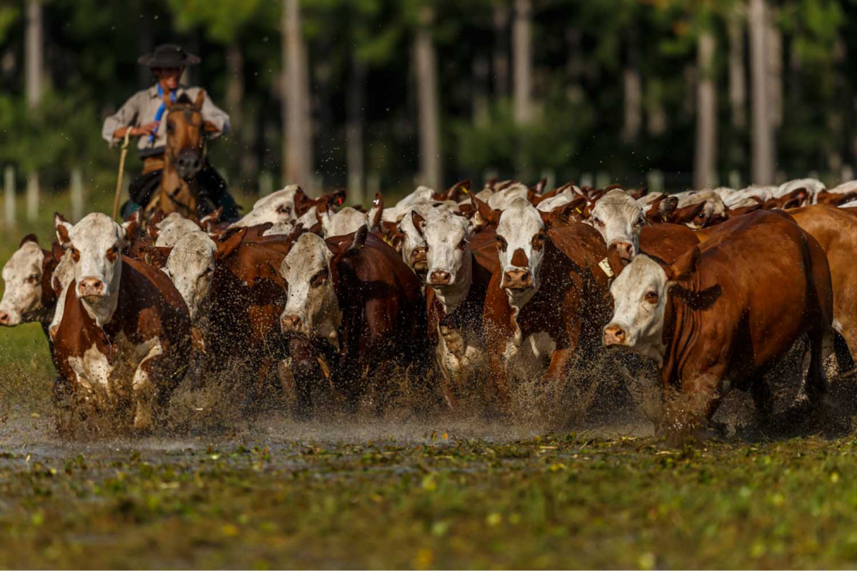 El sector argentino apunta a demostrar cómo se produce. Foto Zeni