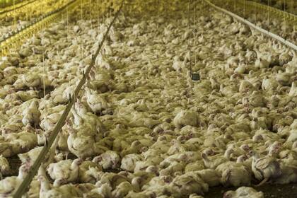 El sector avícola consume 4,9 millones de toneladas de maíz