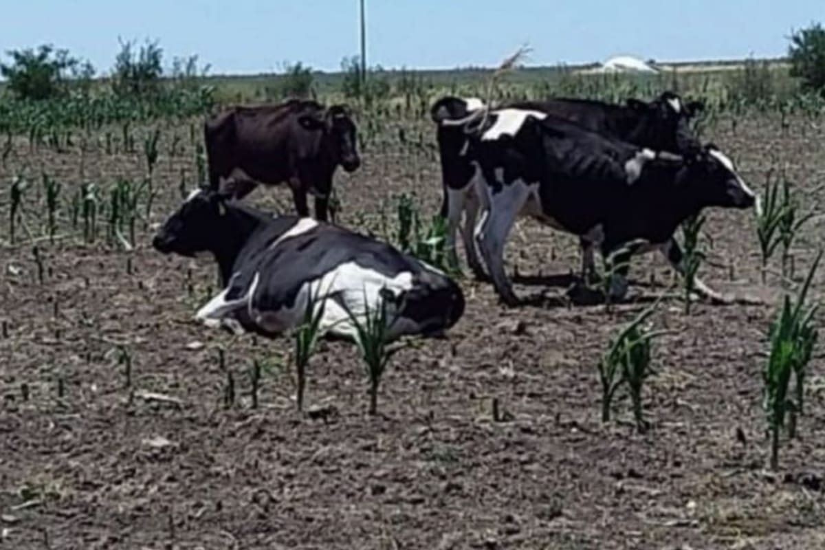 El sector de la lechería en alerta por la emergencia climática