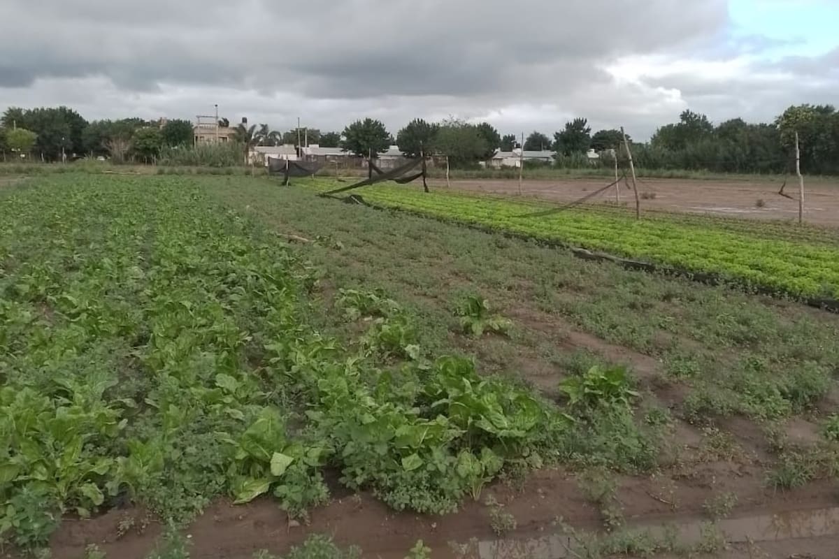 El sector de pequeños productores, que trabaja en unas 1600 hectáreas, enfrenta serias pérdidas debido a las inundaciones y el viento, que destruyó invernaderos y medias sombras.