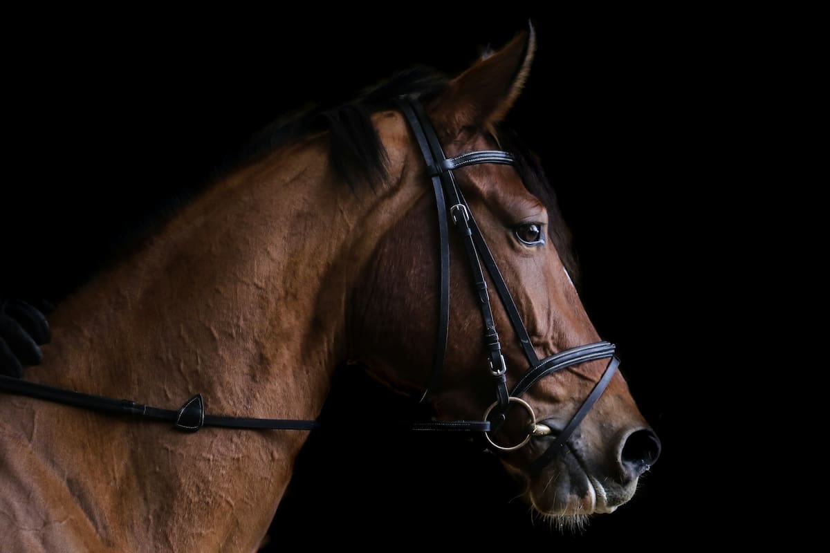 El sector ecuestre pidió al Senasa excluir a los caballos deportivos del nuevo sistema de trazabilidad