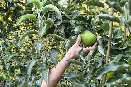 El sector frutícola respaldó el proyecto de ley para proteger las tierras productivas bajo riego