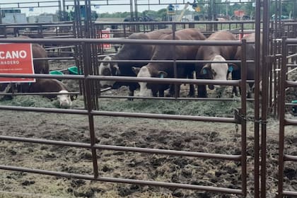 El sector ganadero de Expoagro no para de crecer