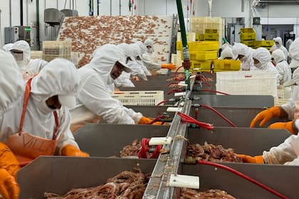 El sector pesquero pidió la suspensión de los derechos de esportación