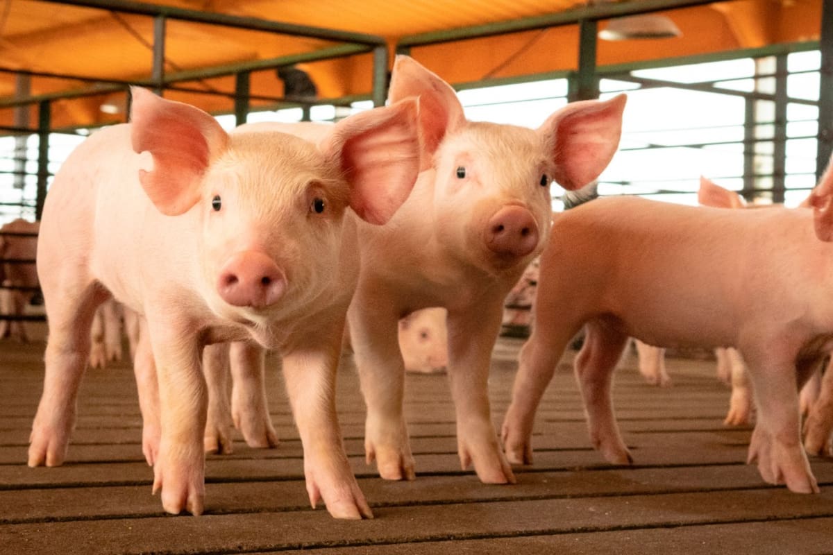 El sector porcino espera un despegue para un futuro mediato