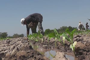 El sector tabacalero afronta dificultades para el pago del bono, según dijeron. Gentileza productores tabacaleros