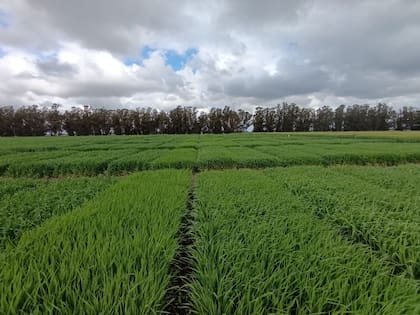 El seguimiento incluyó cuatro sitios: la Chacra Experimental Miramar, el INTA Balcarce, el Criadero Buck, en La Dulce, y la Chacra Experimental Integrada Barrow