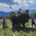 Ya se exportaron más de 600.000 kilos de un condimento muy codiciado