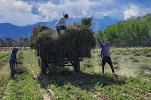 Ya se exportaron más de 600.000 kilos de un producto muy codiciado
