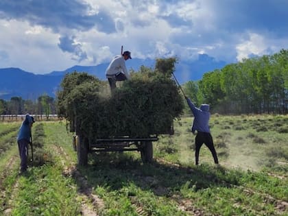 El sello garantiza la producción, calidad y trazabilidad
