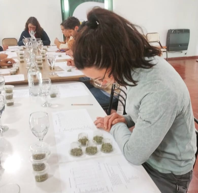 El orégano argentino gana mercados: las exportaciones superaron los 600.000 kilos y crece el valor de una producción con sello de origen