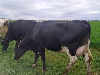 El semen sexado se utiliza principalmente en rodeos lecheros para generar gran cantidad de hembras con buenas características productivas