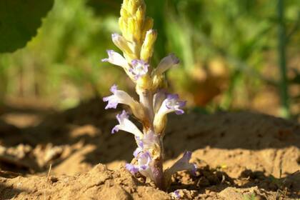 El Senasa busca prevenir el ingreso de la maleza Orobanche cumana
