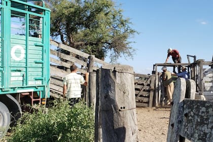 El Senasa comenzará a verificar el estado de habilitación de medios de transportes de animales