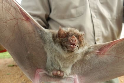 El Senasa confirmó casos de rabia paresiante en Misiones y Corrientes