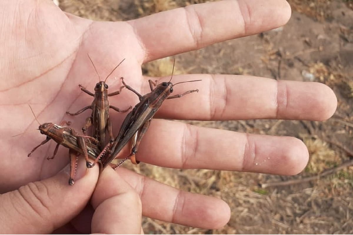 El Senasa confirmó la presencia de una manga en Chaco y otra en Formosa, y anunció el éxito de los trabajos realizados para controlar la manga en Entre Ríos