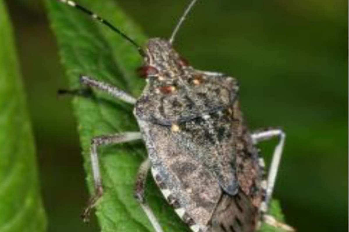 El Senasa corroboró la presencia de Halyomorpha halys o “chinche apestosa o marmolada”