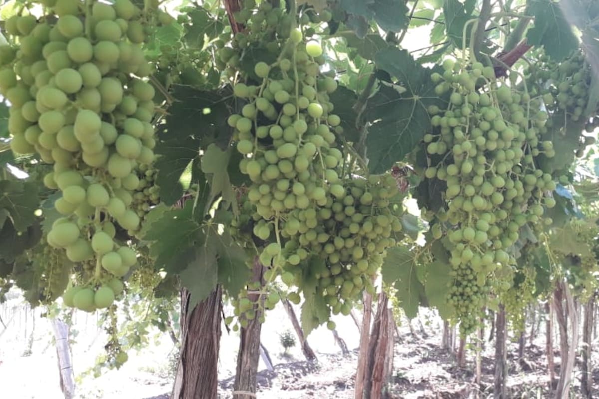 El Senasa declaró zona libre de la polilla de la vid a Cafayate y al departamento de Concordia