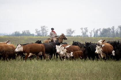 El Senasa derogó normas de la era Onganía vinculadas con la ganadería y actualizó el reglamento de inspección
