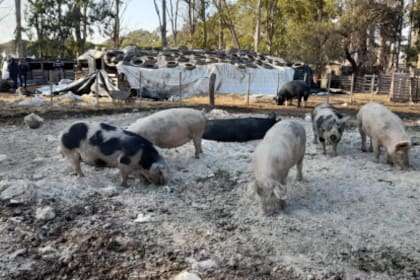 El Senasa interdictó los cerdos de un establecimiento de Adelia María, Córdoba