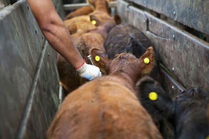 El Senasa permitirá el adelantamiento de la vacunación en vacas y vaquillonas hasta 15 días previos al inicio de la campaña