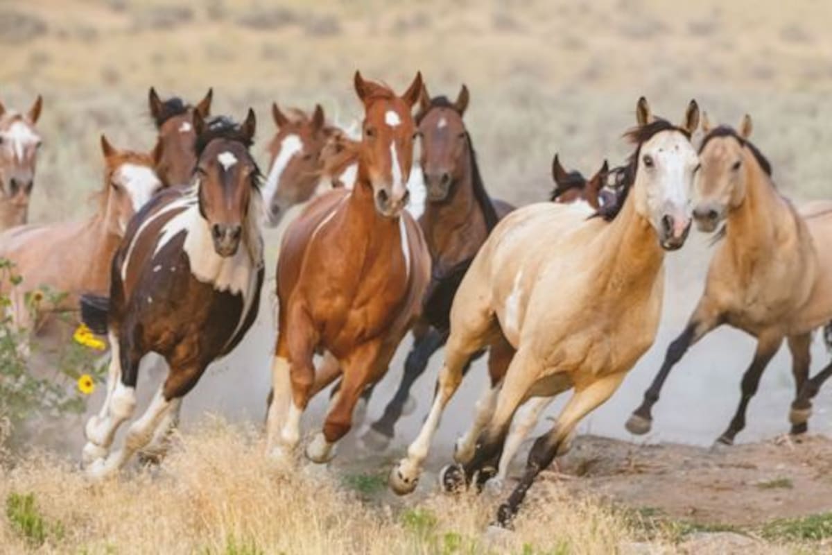 El Senasa prohibió la salida de caballos desde las provincias afectadas