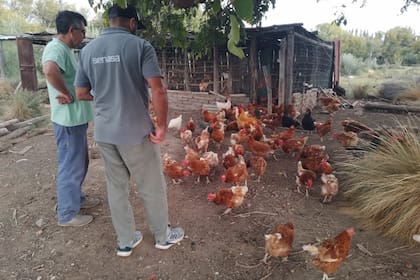 El Senasa realiza acciones a lo largo y ancho de país para contener la enfermedad