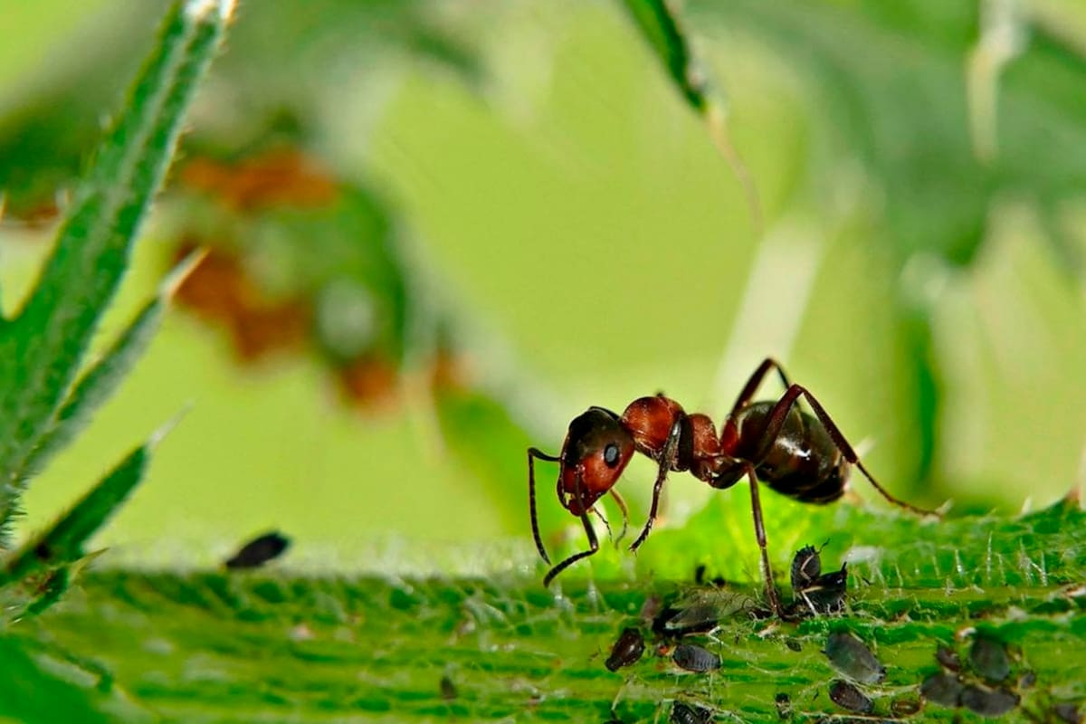 El sencillo truco para eliminar las hormigas del jardín de tu casa