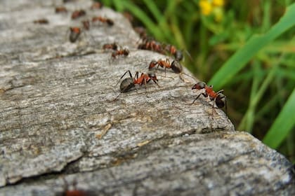 El sencillo truco para eliminar las hormigas del jardín de tu casa