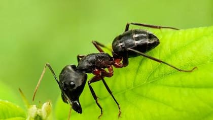 El sencillo truco para eliminar las hormigas del jardín de tu casa