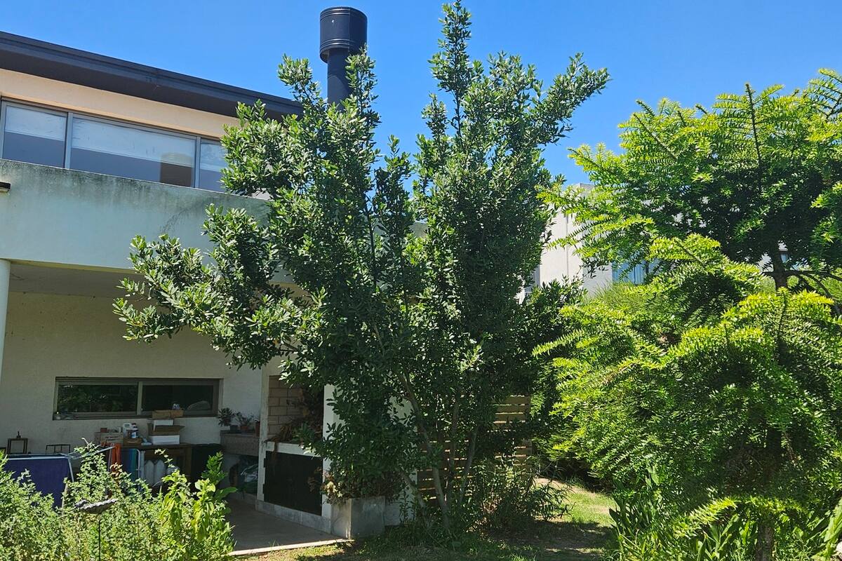 El Señor Laurel hoy; hace seis años y medio era un palito con veinte hojitas. A la derecha, la araucaria que pasó 30 años en una maceta, ahora liberada