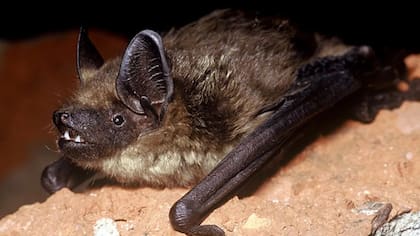 El serotino es un tipo de murciélago dentro de los cientos que existen.