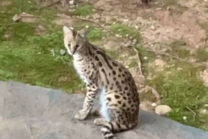 El serval es un felino salvaje cuya tenencia está prohibida en Georgia y ahora anda suelto por las calles Brookhaven, Atlanta.
