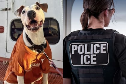 El Servicio Animal de Austin expresó preocupación ante las consecuencias de las redadas de ICE en las mascotas de los migrantes (Facebook/Austin Animal Services/U.S. Immigration and Customs Enforcement)