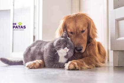 El servicio de De Patas ofrece información y consulta veterinaria constante sobre las mascotas