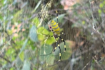 El Servicio de Parques Nacionales en EE.UU. busca ayuda para determinar la expansión de las arañas Joro