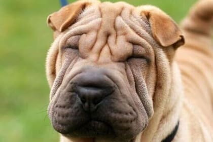El Shar Pei es el perro más arrugado del mundo