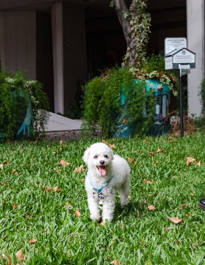 El Sheraton de Retiro cuenta con un espacio verde exterior exclusivo para los perros que se hospedan.