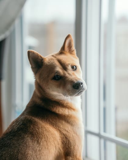 El Shiba inu es de origen japonés