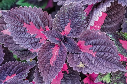 El shiso se siembra a fines de primavera, y puede extenderse a los primeros días del verano. Un sustrato con buen drenaje, medianamente arenoso, es ideal para el correcto desarrollo.