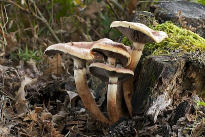 El shitake crece sobre maderas húmedas en descomposición