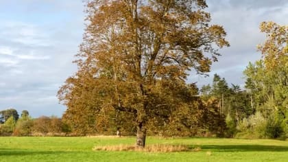 El sicomoro es una especie que se adapta prácticamente a cualquier zona
