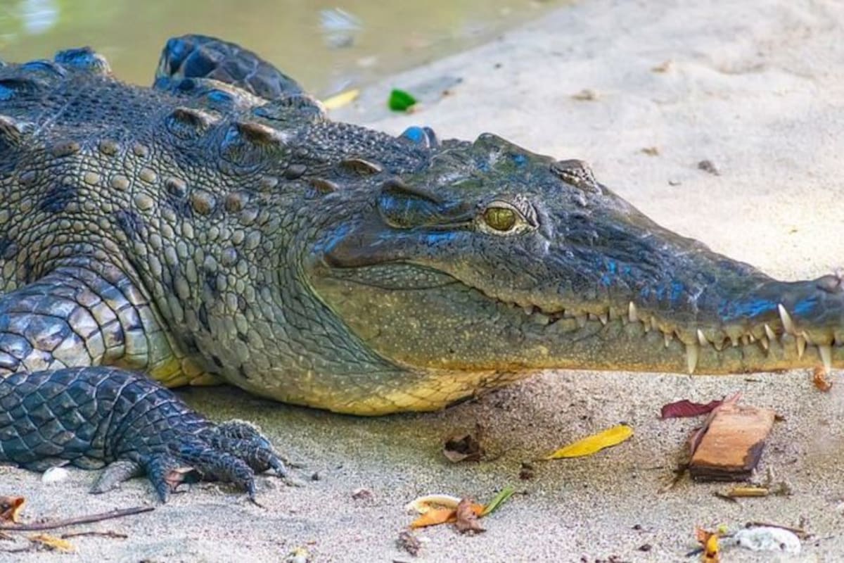 El significado de los sueños con cocodrilos