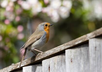 El significado de que un ave cante durante las mañanas (Foto: Freepik)