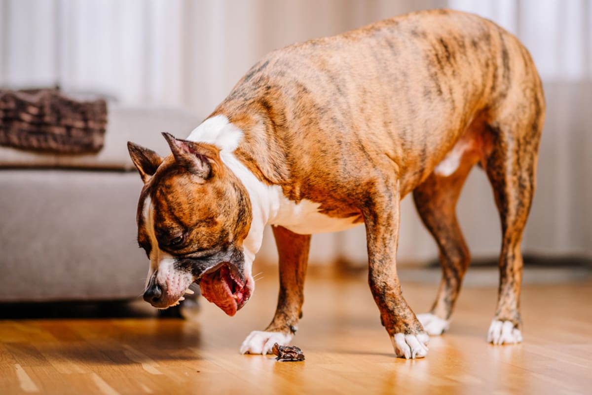 El significado de que un perro vomite con un color amarillo