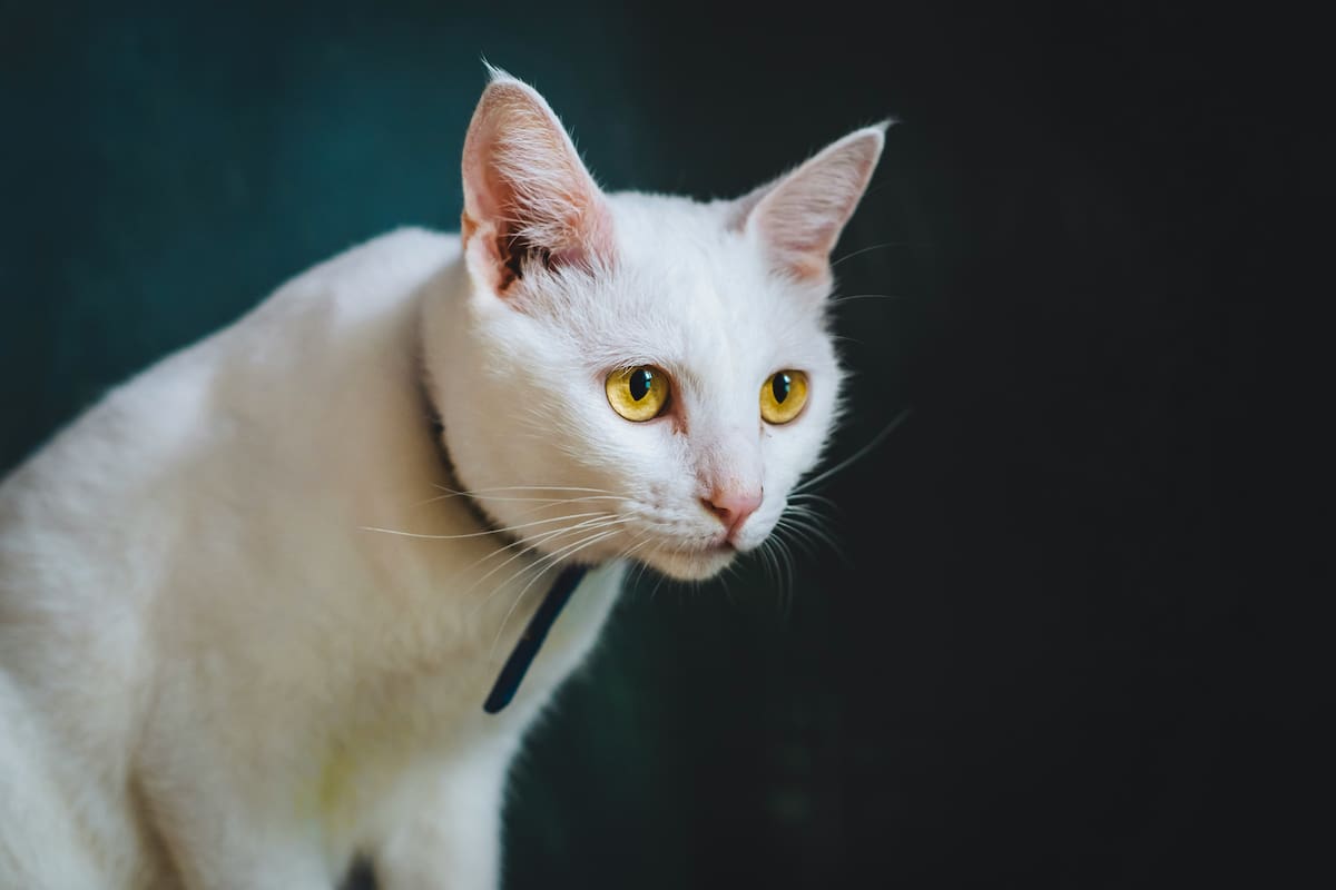 El significado oculto detrás del pelaje blanco de un gato