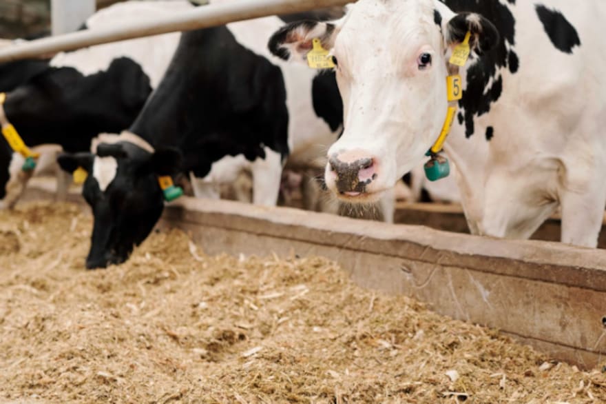 Estrategias para la alimentación de tambos: la importancia del silaje en tiempos de crisis