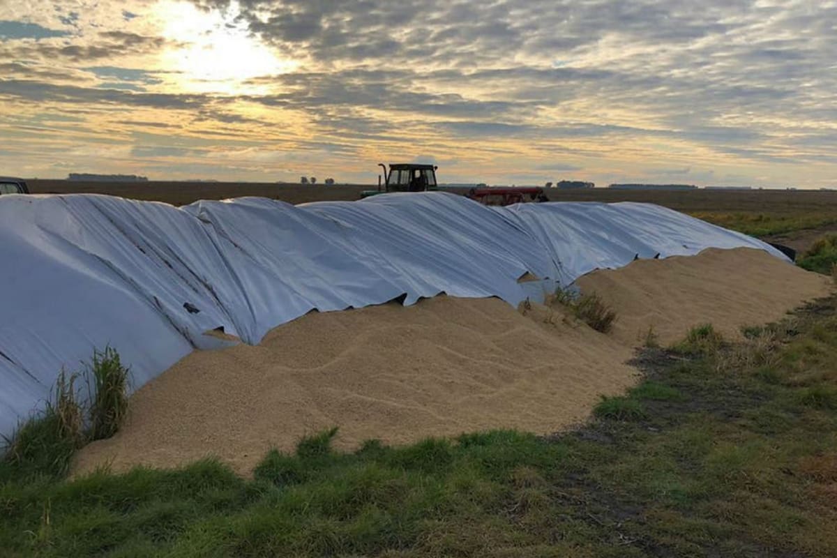 El silobolsa con cebada roto al productor Martín Prieto en Gonzales Chaves