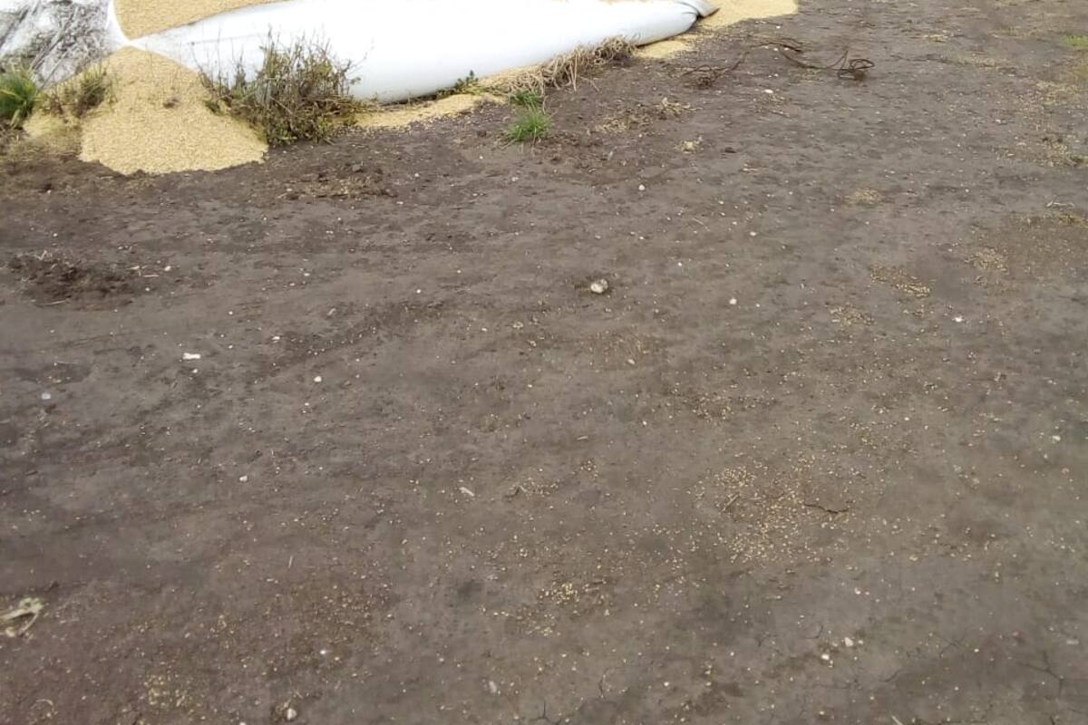 El silobolsa contenía 180 toneladas de cebada valuada en casi 4 millones de pesos