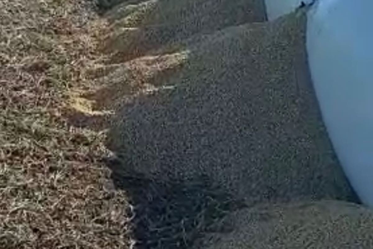 El silobolsa que rompieron los jabalíes